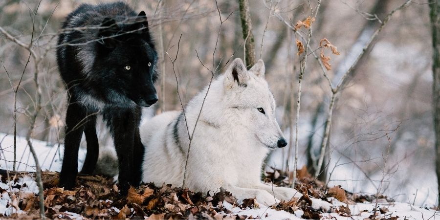 Lobo blanco de Canadá